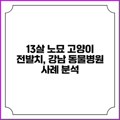 13살 노묘 고양이 전발치, 강남 동물병원 사례 분석